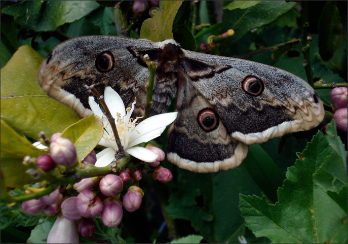 Emperor moth and lemon flower, Lamira