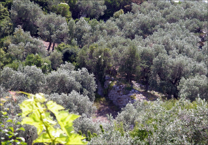 Walls of ancient Panormos amid olives